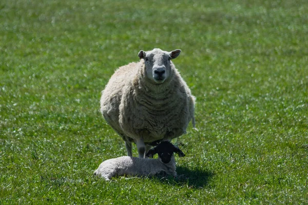 Een Close Schot Van Harige Schapen Staan Een Groen Veld — Stockfoto