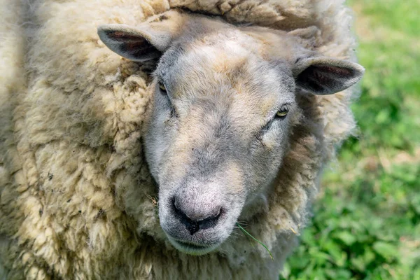 Egy Közeli Kép Egy Szőrös Birkáról Homályos Háttérrel — Stock Fotó