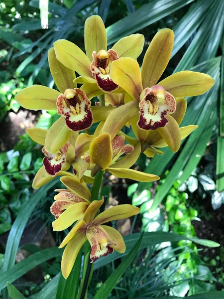 Tiro Vertical Orquídeas Amarelas Folha Aloés Cymbidium Jardim — Fotografia de Stock