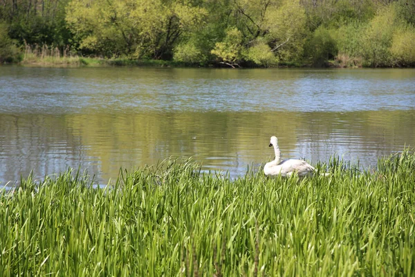 Primer Plano Verde Cisne Lago Con Reflejo Hierba Verde Árboles —  Fotos de Stock