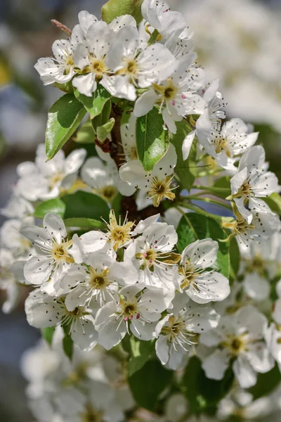 Lkbaharda Açan Güzel Sakura Çiçeklerinin Seçici Bir Odak Noktası — Stok fotoğraf