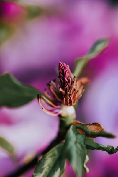 Detailní Záběr Fialové Magnólie Květiny — Stock fotografie