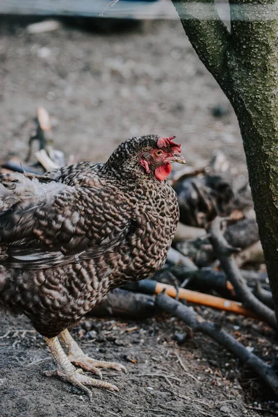 フィールド内の鶏のクローズアップショット — ストック写真