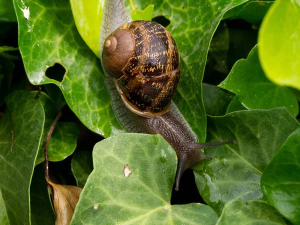 Closeup Shot Snail Crawling Leaf — Stock Photo, Image
