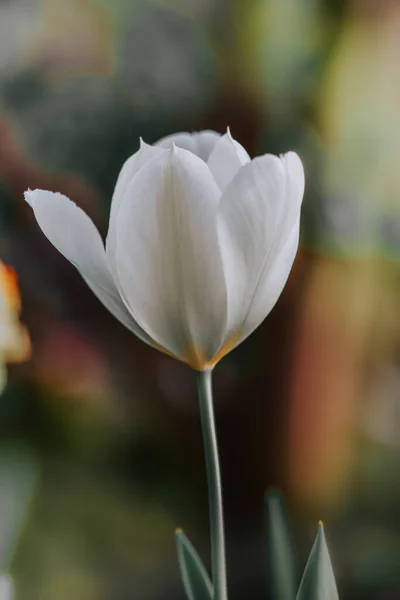 Gros Plan Une Tulipe Blanche Sur Fond Flou — Photo