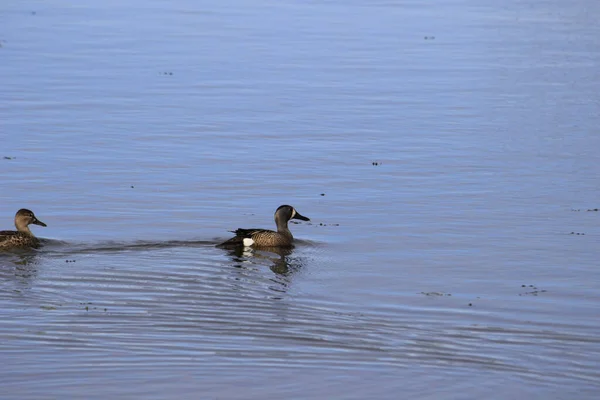 Plan Rapproché Deux Canards Nageant Dans Lac Aux Eaux Bleues — Photo