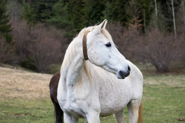 Primo Piano Cavallo Bianco Nel Prato — Foto Stock