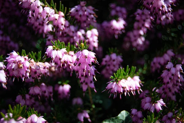 Tiro Close Rosa Inverno Heath Flores Com Folhas Verdes — Fotografia de Stock