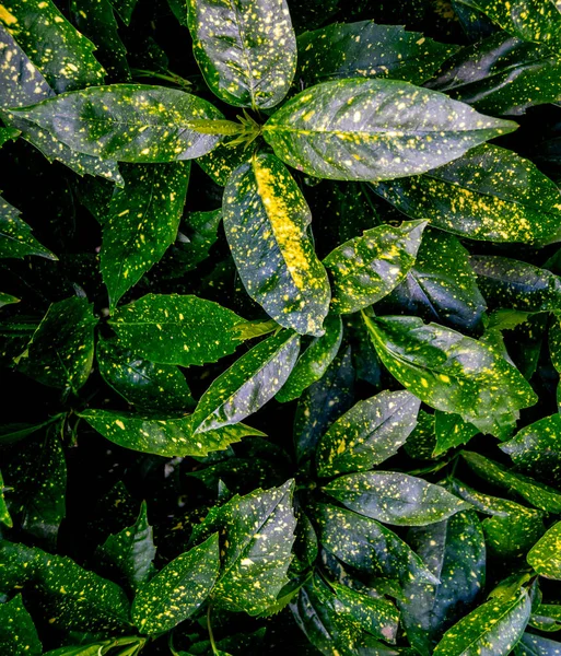 Closeup Shot Green Japanese Laurel Leaves Yellow Spots — Stock Photo, Image