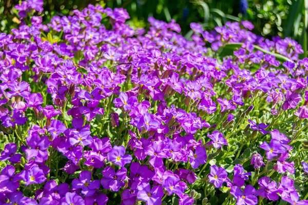 Zbliżenie Ujęcie Purpurowych Skalnych Kwiatów Rzeżuchy Zielonymi Liśćmi — Zdjęcie stockowe