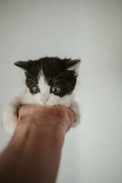 Tiro Vertical Gatinho Preto Branco Assustado Com Olhos Azuis Palma — Fotografia de Stock