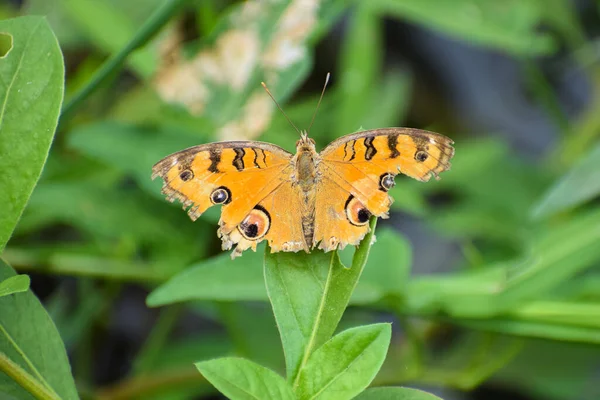 Вибірковий Фокус Метелика Lepidoptera Пошкодженими Крилами Розмитому Тлі — стокове фото