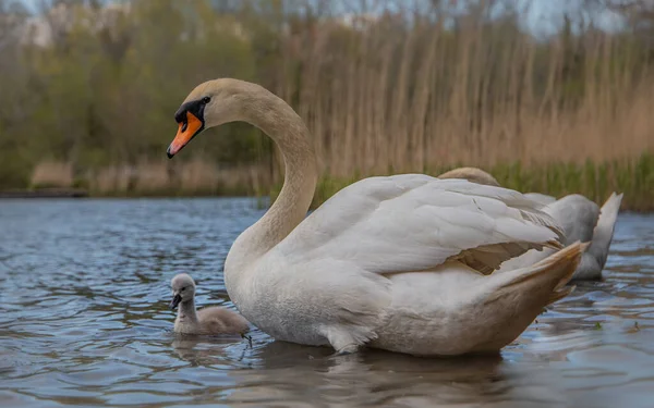 Cygne Muet Avec Des Cygnes Nageant Dans Étang — Photo