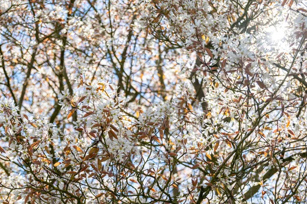 Primer Plano Blanco Allegheny Serviceberry Flores Sobre Fondo Borroso —  Fotos de Stock