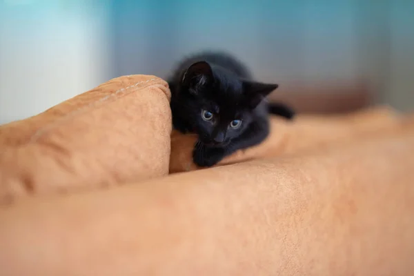 Zbliżenie Ujęcie Słodkiego Czarnego Kotka Leżącego Żółtych Poduszkach Kanapy — Zdjęcie stockowe