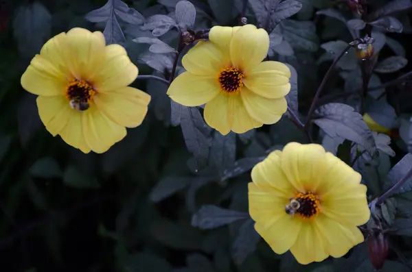 Close Flores Amarelas — Fotografia de Stock
