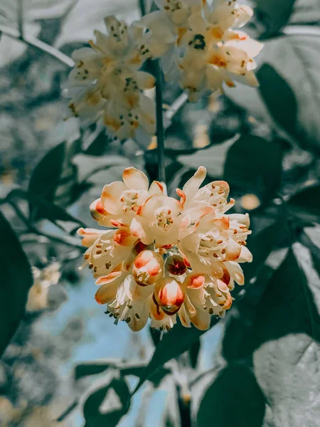 Tiro Close Árvore Castanha Florescente Flor Primavera — Fotografia de Stock