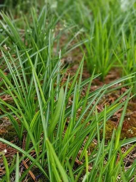 Primo Piano Piante Cipolla Verde Che Crescono Terreni Agricoli — Foto Stock