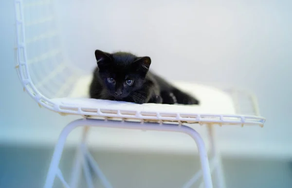 Eine Nahaufnahme Eines Niedlichen Schwarzen Kätzchens Das Auf Einem Stuhl — Stockfoto