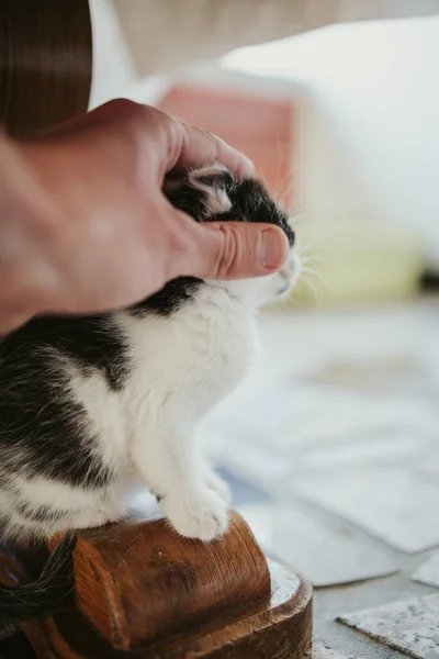 Vertical Shot Person Petting Black White Cat Standing Table Leg — 图库照片