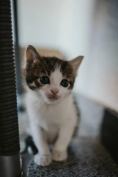 Een Verticaal Shot Van Een Schattig Wit Bruin Kitten — Stockfoto