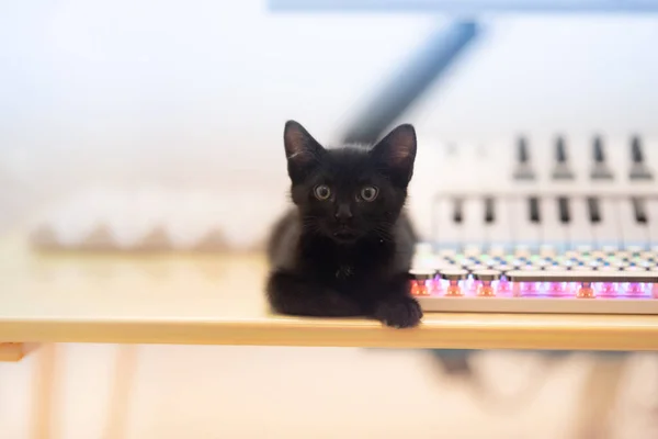 Masada Yatan Sevimli Siyah Bir Kedi Yavrusunun Yakın Plan Fotoğrafı — Stok fotoğraf