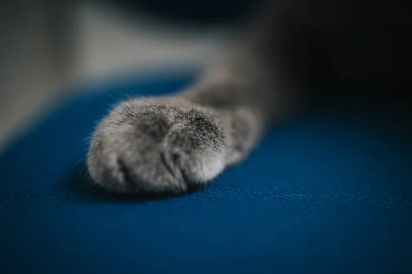 Tiro Foco Raso Pata Gato Deitado Uma Superfície Têxtil Azul — Fotografia de Stock