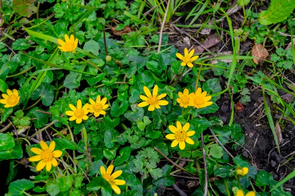 Egy Közeli Felvétel Sárga Marsh Marigold Virágokról Zöld Levelekkel — Stock Fotó