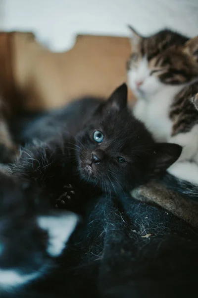 Disparo Vertical Gato Negro Somnoliento Con Ojos Azules Sobre Una — Foto de Stock