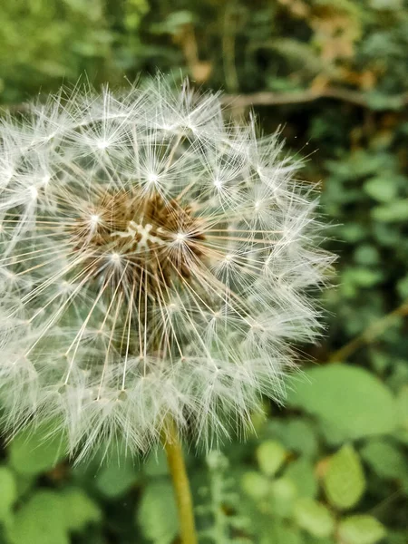 Vertikal Bild Maskros Blomma Outd — Stockfoto