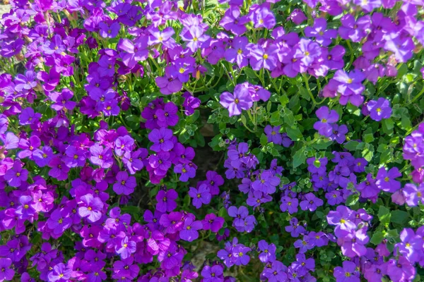 Zbliżenie Ujęcie Purpurowych Skalnych Kwiatów Rzeżuchy Zielonymi Liśćmi — Zdjęcie stockowe