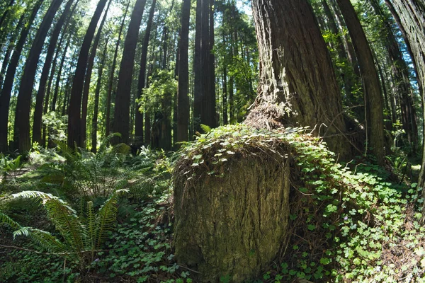 Зелені Повзучі Рослини Лісі — стокове фото