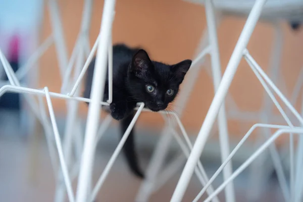 Closeup Shot Cute Black Kitten Climbing White Metal Construction — ストック写真