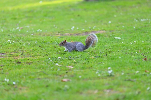 Una Ardilla Linda Parque — Foto de Stock