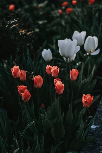 Вибірковий Фокус Знімок Різнокольорових Тюльпанів Саду — стокове фото