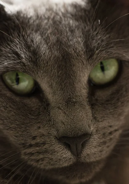 Närbild Skott Mynningen Mörkgrå Katt Med Gröna Ögon — Stockfoto
