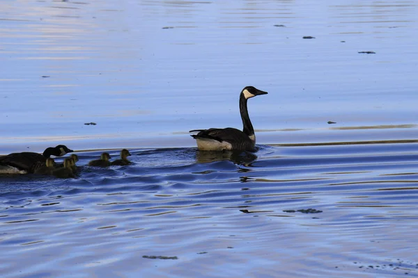 Primer Plano Cisne Patos Nadando Lago Con Aguas Azules — Foto de Stock