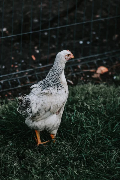 Closeup Shot White Hen Cage — 图库照片