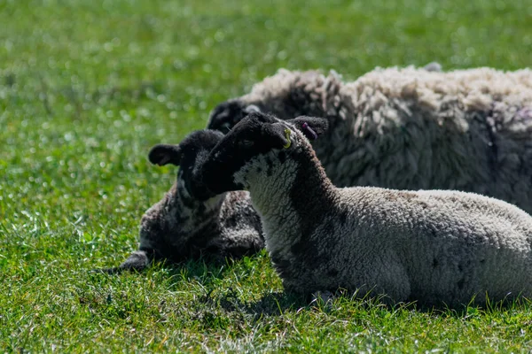 Ένα Κοντινό Πλάνο Μαλλιαρά Πρόβατα Ξαπλωμένα Στο Πράσινο Χωράφι — Φωτογραφία Αρχείου