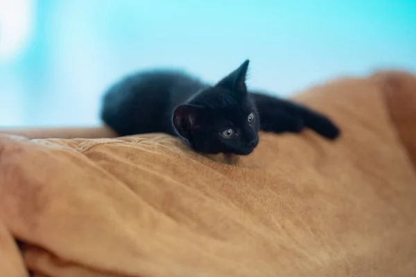 Tiro Close Gatinho Preto Bonito Deitado Sobre Travesseiros Amarelos Sofá — Fotografia de Stock