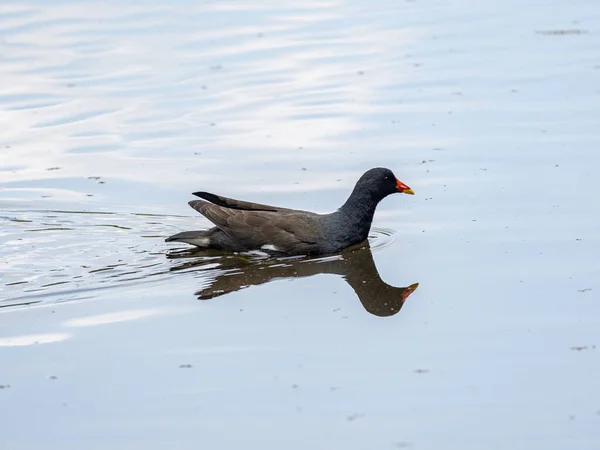 Een Zwarte Gewone Moorhen Gallinula Chloropus Zwemmen Vijver — Stockfoto