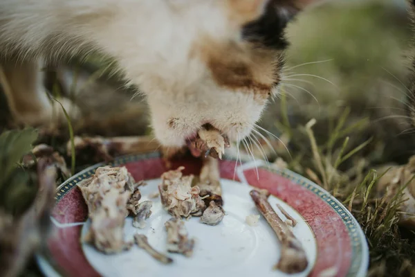 A closeup shot of a cat eating chicken wings from a plate outside