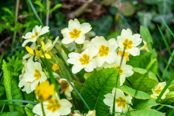 Крупним Планом Білі Квіти Common Primrose Зеленим Листям — стокове фото