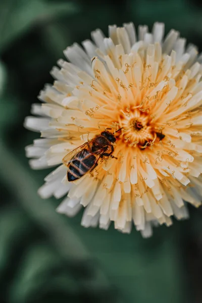 黄色の花から蜜を集める蜂のクローズアップ — ストック写真