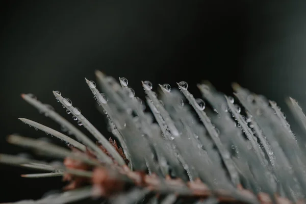 Tiro Close Ramo Pinheiro Com Gotas Chuva — Fotografia de Stock