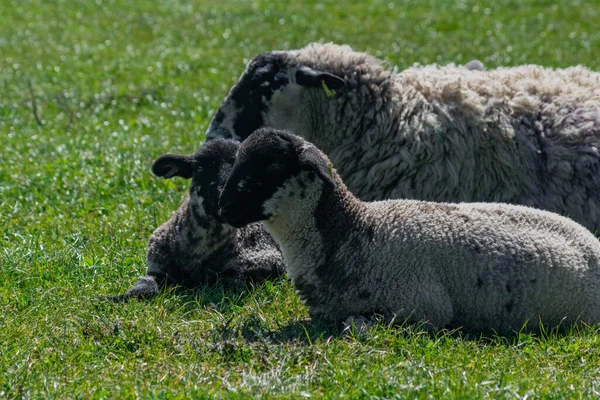 Ένα Κοντινό Πλάνο Μαλλιαρά Πρόβατα Ξαπλωμένα Στο Πράσινο Χωράφι — Φωτογραφία Αρχείου