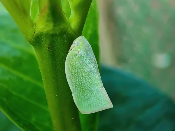 Зелений Листоноша Зеленому Листі — стокове фото