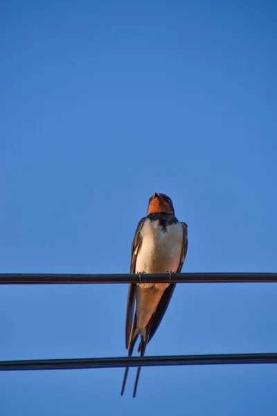 Снимок Ласточки Низким Углом Rustica Hirundo Проволоке Забора Против Голубого — стоковое фото