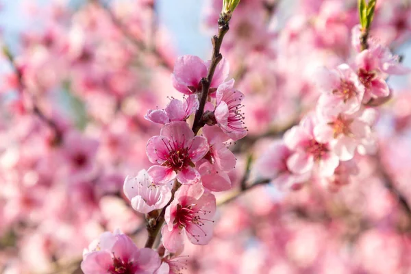 Primo Piano Dei Fiori Frutto Rosa Cresciuti Ramoscello Albero Uno — Foto Stock