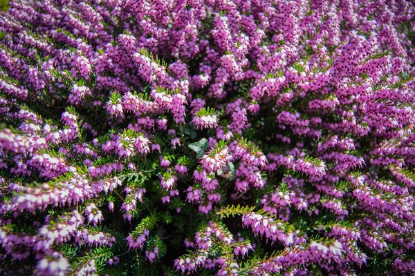 Zbliżenie Strzał Różowy Zimowy Heath Kwiaty Zielonymi Liśćmi — Zdjęcie stockowe